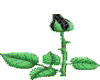 a black rose
