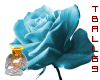 baby blue rose