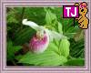 tjhb wpic ladyslpr3