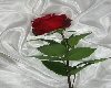 large rose table