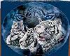 wht tiger chairs