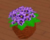 Exquisite AfricanViolets