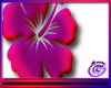 Flower 25