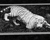 club_tiger_white_picture