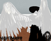White Angel Wings