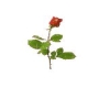 Long Stem Red Rose