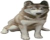 Husky2