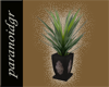 G-Elegante Yucca