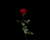 SPINNING RED ROSE..