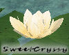 Pond Water Lillies II