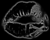 [AC] SkullKiss