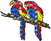 Parrots Glittering