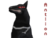 Alucard/Hellsing Dog