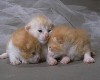 kitten