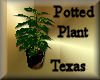 [my]Texas Potted Plant