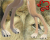 Paws- Lion