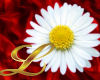 *Lxx giant daisy rug