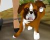 My Mixed Puppy