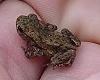 Baby toad