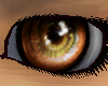 Canid [f]