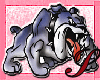 gaurd dog