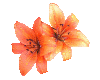 orange tiger lily