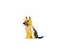 German Shepard