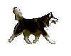 Husky