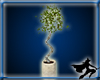 Ficus Tree