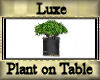 [my]Luxe Plant on Table