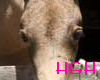 Buckskin foal