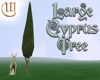 Large Cyprus Tree