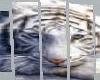 Chilling white tiger
