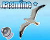Flying Seagulls + Sounds