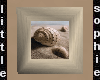 Seashell Pic2