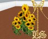 LS Sunflowers
