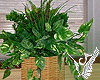 4 different plants