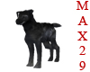 Micheal Black Wolf Pup