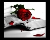 Blood Rose
