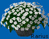 * Flowers / Snow