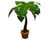 Animated Potted Palm