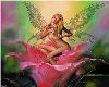 fairy