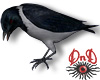 Hooded Raven Pet