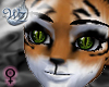 Bengal Tiger Skin
