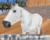 BBR White Arab horse