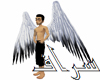 Black Tipped Arch Wings