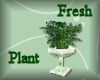 [my]Fresh Plant in Pot