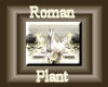 [my]Roman Plant in Pot