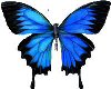 Blue Morpho Butterfly