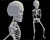 Dr Bonez